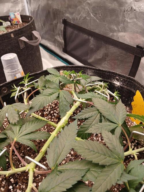 GMO Cookies (Zamnesia seeds). Week 7