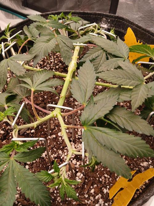 GMO Cookies (Zamnesia seeds). Week 7