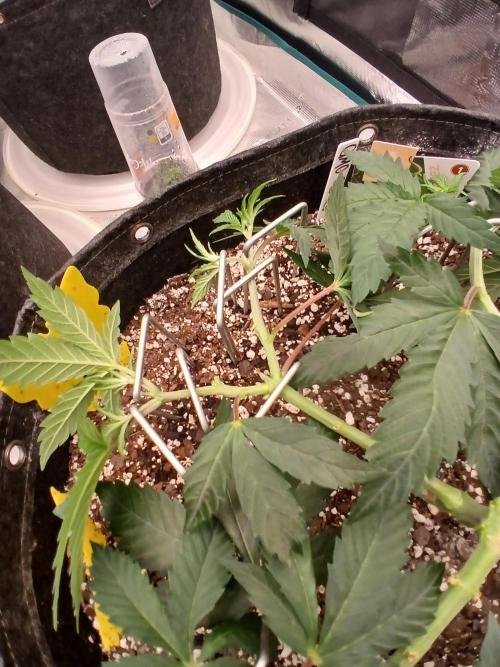 GMO Cookies (Zamnesia seeds). Week 7