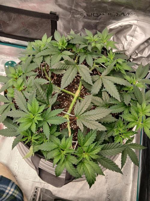 TS600 100W Full Spectrum LED. Week 9