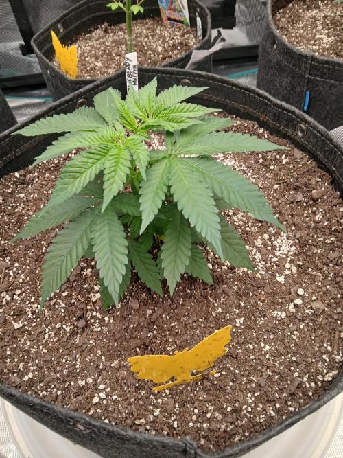 Blueberry Muffin (Humboldt Seeds). Week 5