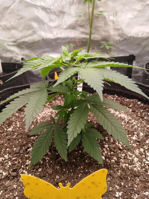 Blueberry Muffin (Humboldt Seeds). Week 5
