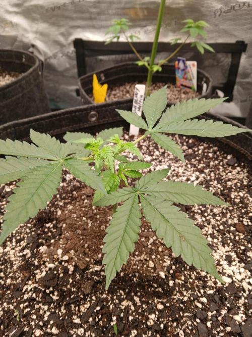 Blueberry Muffin (Humboldt Seeds). Week 5