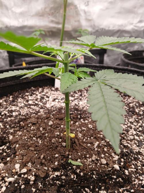 Blueberry Muffin (Humboldt Seeds). Week 5