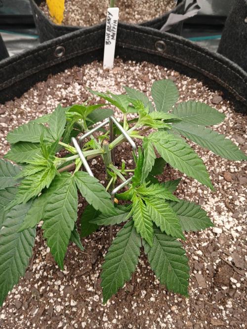 Blueberry Muffin (Humboldt Seeds). Week 6