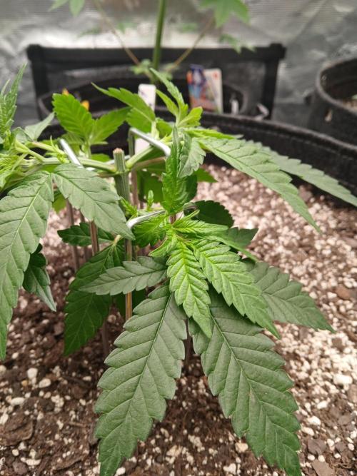 Blueberry Muffin (Humboldt Seeds). Week 6