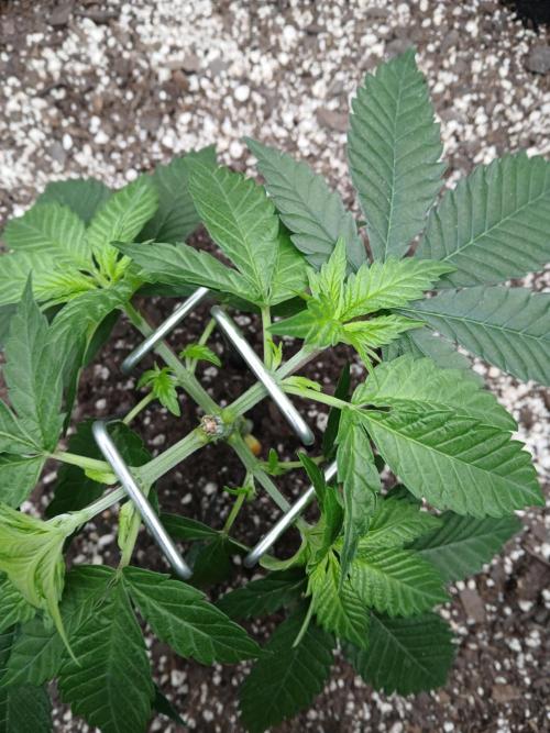 Blueberry Muffin (Humboldt Seeds). Week 6