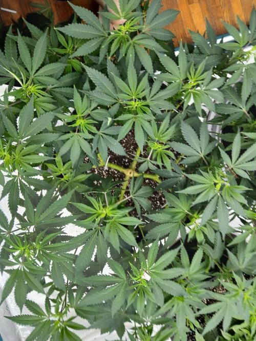 GMO Cookies (Zamnesia seeds). Week 13