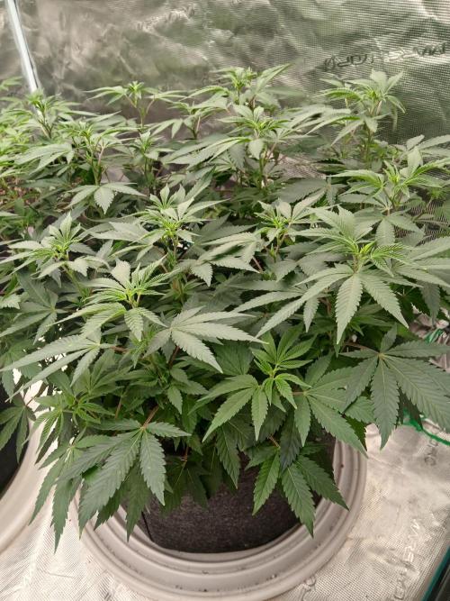 GMO Cookies (Zamnesia seeds). Week 13