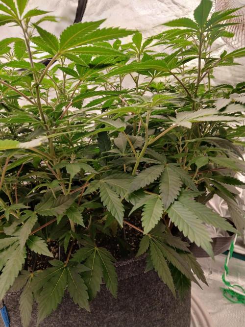 GMO Cookies (Zamnesia seeds). Week 13