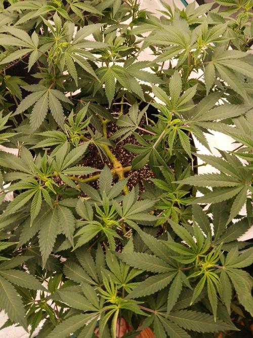 GMO Cookies (Zamnesia seeds). Week 13
