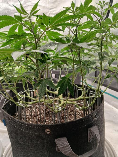 GMO Cookies (Zamnesia seeds). Week 13