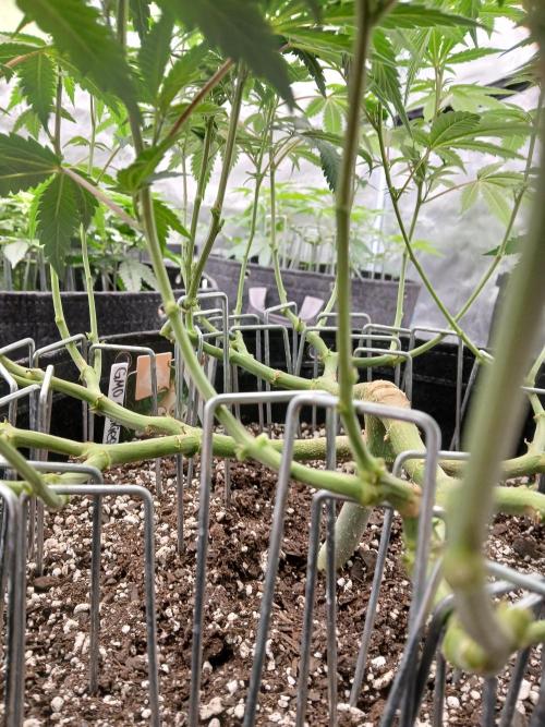 GMO Cookies (Zamnesia seeds). Week 13