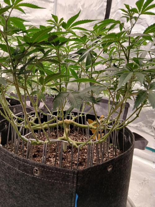 GMO Cookies (Zamnesia seeds). Week 13