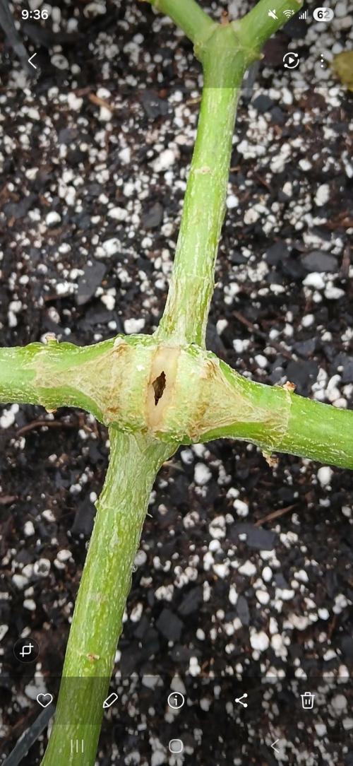 GMO Cookies (Zamnesia seeds). Week 13 - The main stem split and then healed itself