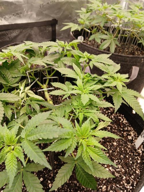 Blueberry Muffin (Humboldt Seeds). Week 10