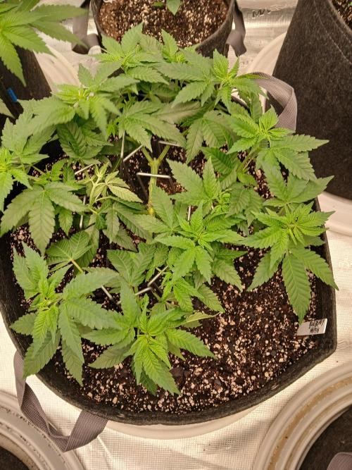 Blueberry Muffin (Humboldt Seeds). Week 10
