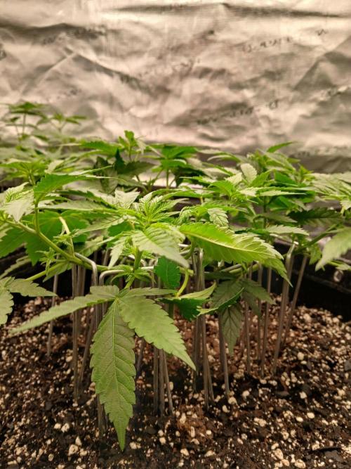 Blueberry Muffin (Humboldt Seeds). Week 10