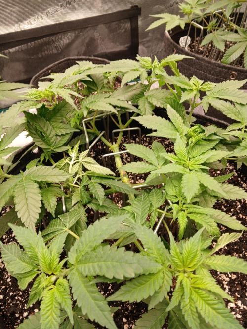 Blueberry Muffin (Humboldt Seeds). Week 10
