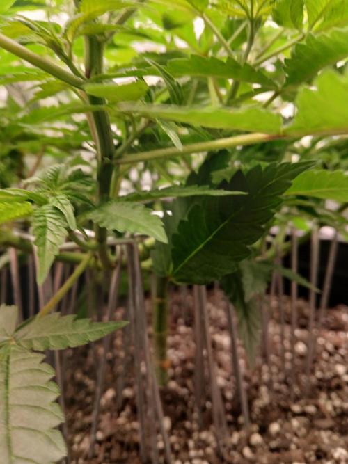Blueberry Muffin (Humboldt Seeds). Week 11