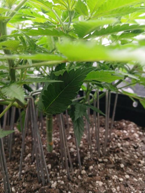 Blueberry Muffin (Humboldt Seeds). Week 11