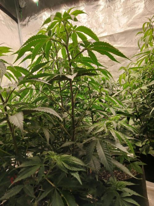 Blueberry Muffin (Humboldt Seeds). Week 16