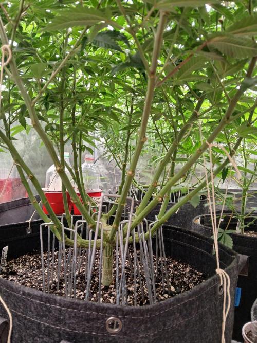 Blueberry Muffin (Humboldt Seeds). Week 16