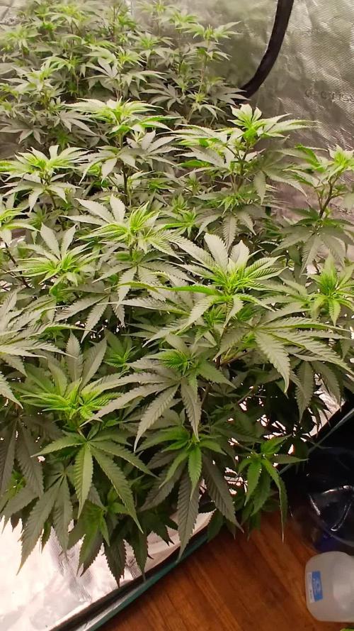 Blueberry Muffin (Humboldt Seeds)