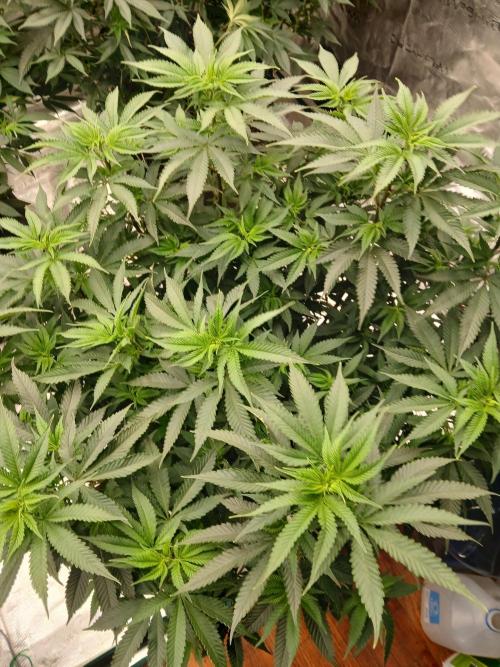 Blueberry Muffin (Humboldt Seeds). Week 16