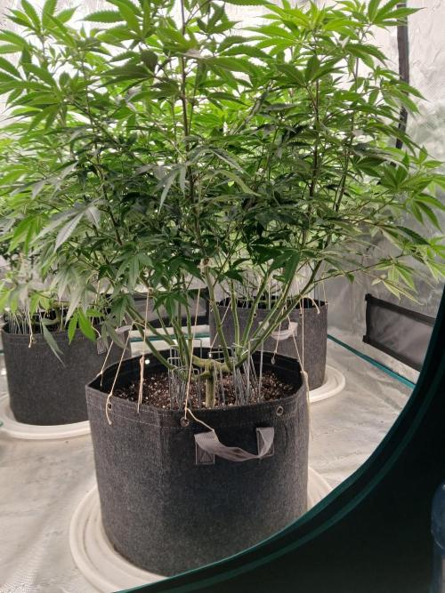 Blueberry Muffin (Humboldt Seeds). Week 16