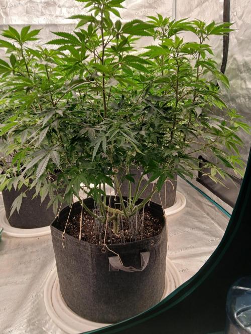 Blueberry Muffin (Humboldt Seeds). Week 16