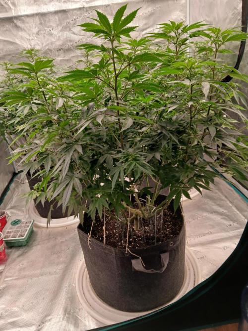 Blueberry Muffin (Humboldt Seeds). Week 16
