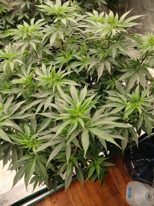 Blueberry Muffin (Humboldt Seeds). Week 16