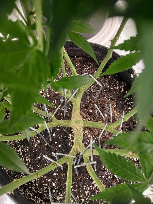 Blueberry Muffin (Humboldt Seeds). Week 16