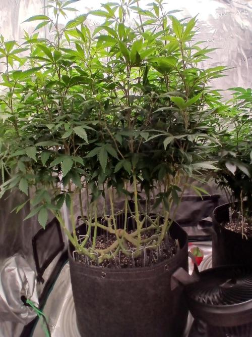 GMO Cookies (Zamnesia seeds). Week 17