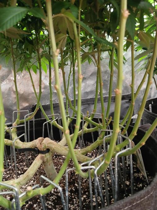 GMO Cookies (Zamnesia seeds). Week 17