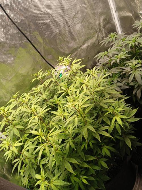GMO Cookies (Zamnesia seeds). Week 17
