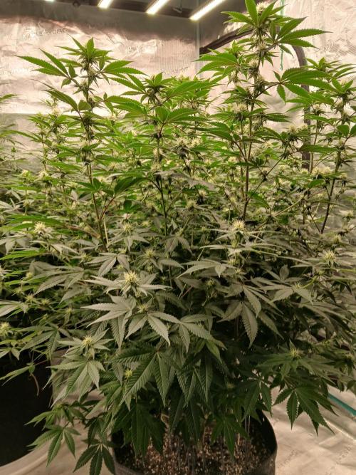Blueberry Muffin (Humboldt Seeds). Week 18