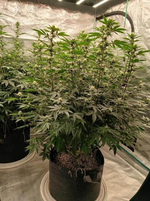 Blueberry Muffin (Humboldt Seeds). Week 18