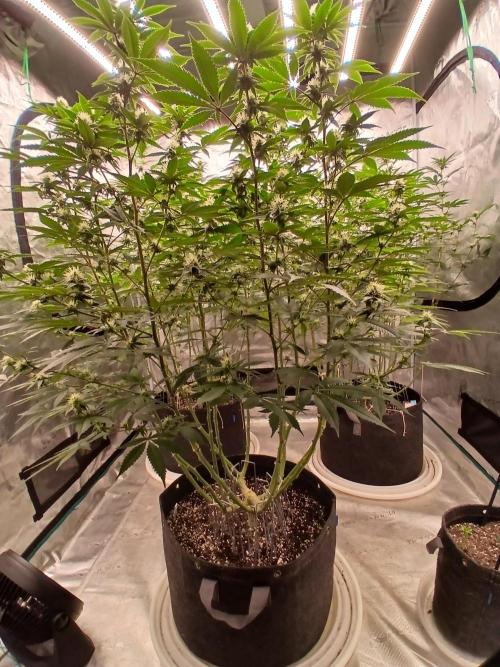 Blueberry Muffin (Humboldt Seeds). Week 18