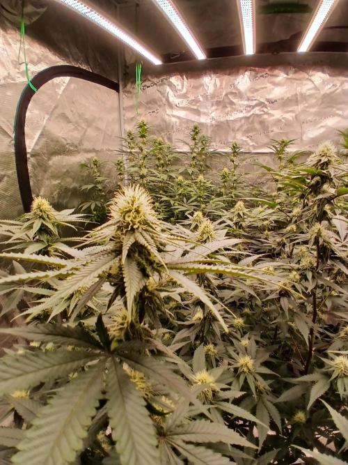 Blueberry Muffin (Humboldt Seeds). Week 18