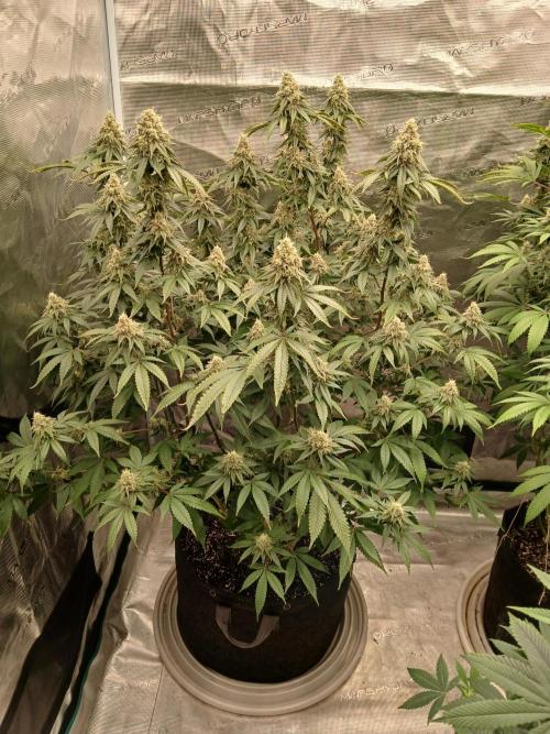 Blueberry Muffin (Humboldt Seeds). Week 21