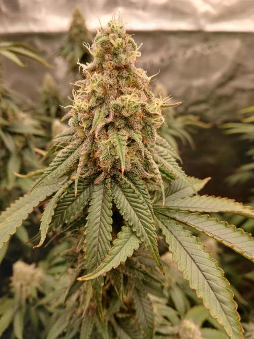 Blueberry Muffin (Humboldt Seeds). Week 21
