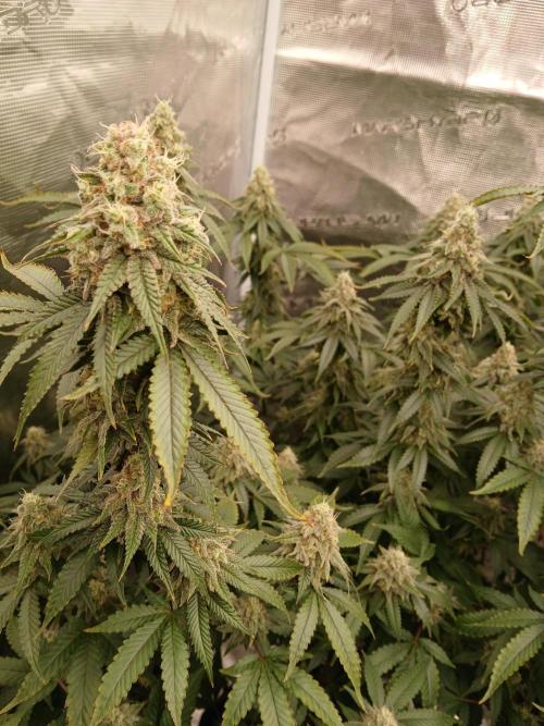 Blueberry Muffin (Humboldt Seeds). Week 21