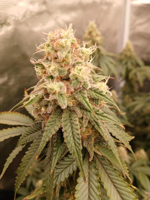 Blueberry Muffin (Humboldt Seeds). Week 21