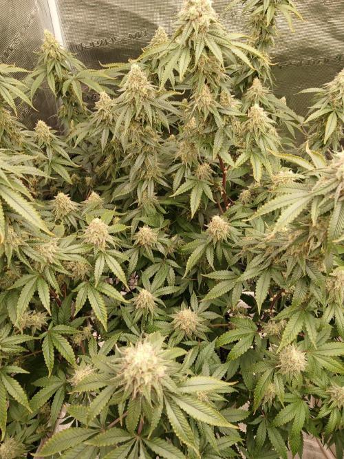 Blueberry Muffin (Humboldt Seeds). Week 21