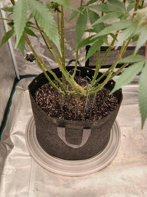 Blueberry Muffin. Week 21