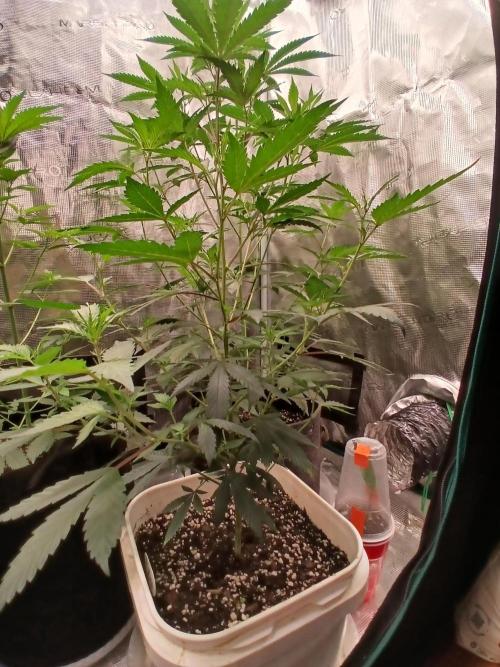 GMO Cookies (Zamnesia seeds). Week 24 - Clone #2