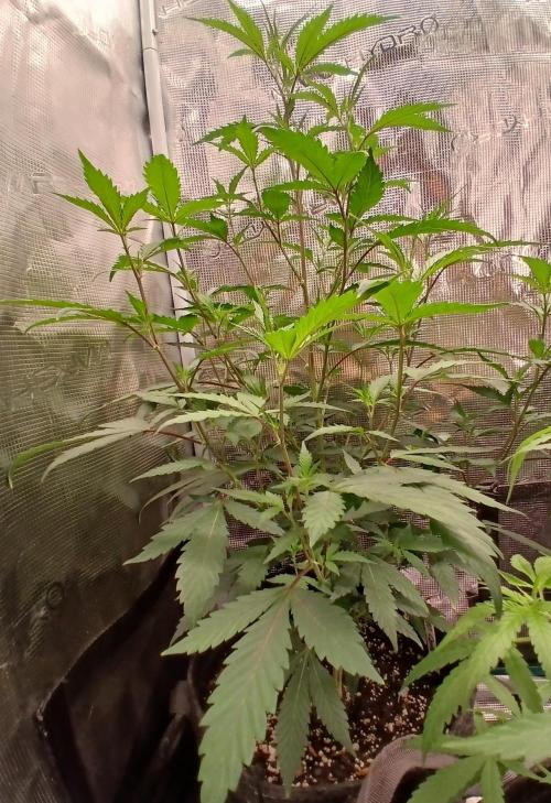GMO Cookies (Zamnesia seeds). Week 24 - Clone #1