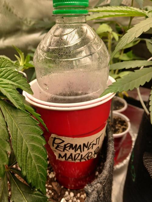 Permanent Marker (Zamnesia seeds). Week 0